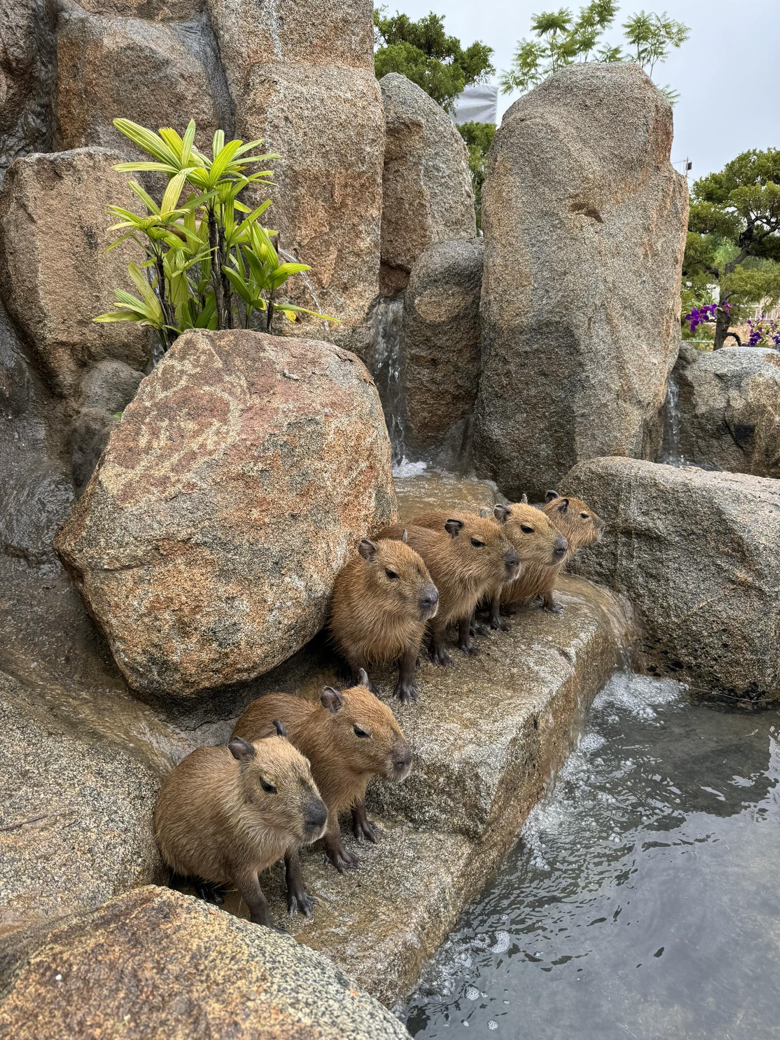 Capybara Đà Lạt