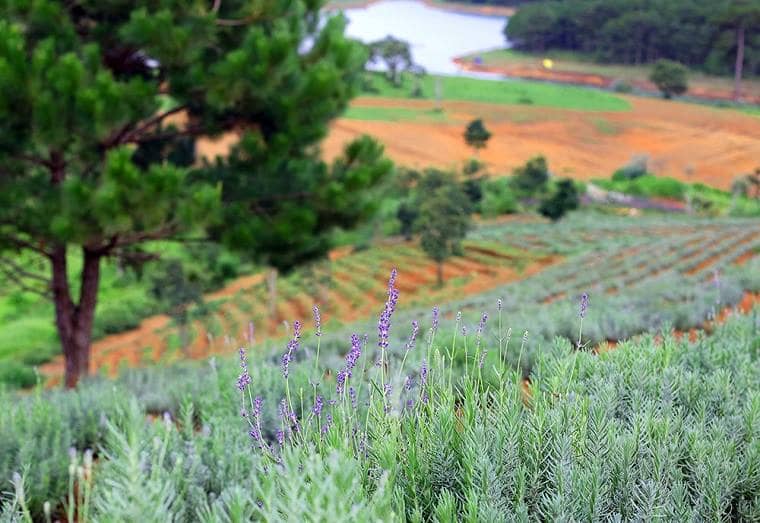 vườn hoa lavender đà lạt