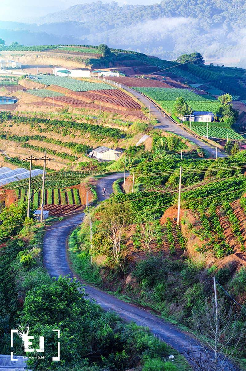 rau bậc thang Đà Lạt